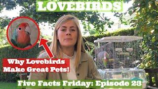 5 FACTS FRIDAY: 5 Reasons Why You SHOULD Get a Lovebird Parrot, Why Lovebirds Make Great Pets!