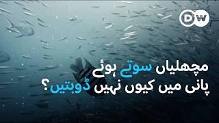 مچھلیاں پانی میں کیوں نہیں ڈوبتیں؟ | DW Urdu |