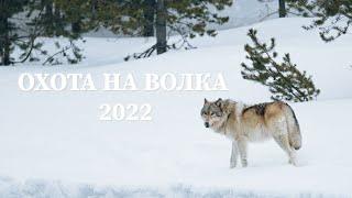 Охота на Волка 2022