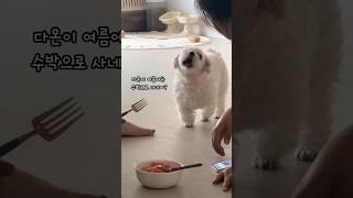 수박킬러 #할머니와강아지 #말티즈 #강아지일상 #강아지성장일기 #다온이온다 #일상브이로그 #좋아요 #vlog #maltese #cutedog #shorts #puppy #pet