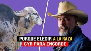 Porque Elegir A La Raza GYR Para La Ganadería De Engorde 