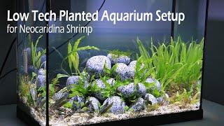 Low Tech Planted Aquarium Setup for Neocaridina Shrimp