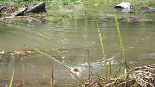 Mancing Ikan Gabus Disaat Banjir !!!