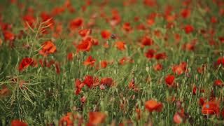 Blossoming Field of Poppies - Calming Relaxing Restoring Music | Meditation Music | Stress Relief |