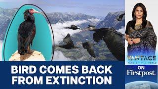 Scientists Teach Once-extinct Bald Ibis Birds How to Migrate | Vantage with Palki Sharma