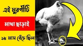 এই মুরগীটিমাথা ছাড়াই ১৮ মাস বেঁচে ছিলো  /Mirakle mike the headless chicken #shorts