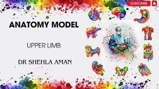 Model of Upper Limb | Gross Anatomy | Dr Shehla Aman