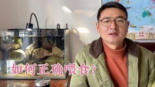 养鱼，养水和投喂两者都非常重要，今天来探讨：如何正确投喂？