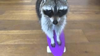 Melanie Raccoon riding skateboard