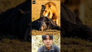 Lion attack bear  #animals #wildlife #usatravel #usa #viralvideo #shortsvideo