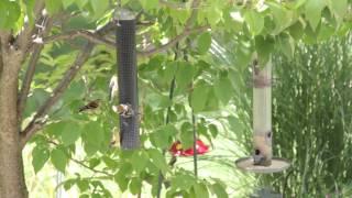 Goldfinches enjoying nyjer seed on our metal birdfeeder