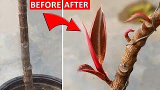 SECRET to FORCE Rubber Plant BRANCH Out Without Pruning