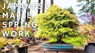 Early - Mid Spring Work on Japanese Maple Bonsai