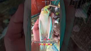 My cockatiel died #shorts#viral#cute#cockatiel