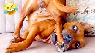 FUNNIEST Pet Fails Of 2023!  Try Not To Laugh