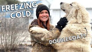 How cold is too cold for Great Pyrenees dogs outside? | Livestock Guardian Dogs