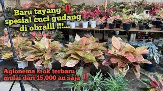 obral aglonema spesial cuci gudang || lokalan mulai dari 15.000 an pesan hubungi 085609193280