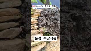 충남금산 강선희님 두번째 작품 수강신청 받습니다. #용설 #석부작수강