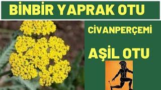 Civanperçemi Faydaları, Binbiryaprakotu, Şifalı, Bitkiler, Bitkisel Tedavi, Prof.Dr.Serdar Akgün