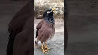 Allah toba toba Myna Bird talking