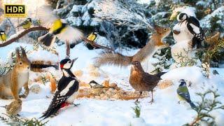 Forest Friends in Winter Wonderland 12H ️ NO ADS CAT TV for Cats to Watch 