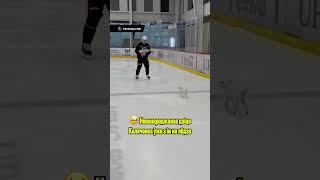 #колячонок #нхл #питтсбург #хоккей #беларусь