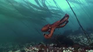 BBC Life: Creatures of the Deep