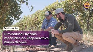 Eliminating Organic Pesticides on Regenerative Raisin Grapes | Steve Cardoza