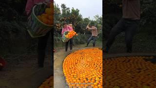 Orange  Fruit Harvesting from Farm & Rural Farmer Activites #farming  #orange #shorts