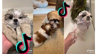  Cutest Shih Tzu  Funny and Cute Shih Tzu Puppies and Dogs Videos