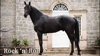 BP Stallions - Rock n Roll