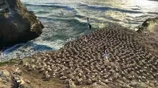 Muriwai Beach Gannet Colony