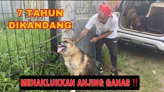 MENAKLUKKAN ANJING GALAK YANG DIBUANG PEMILIKNYA ‼️ 7 TAHUN DIKANDANG