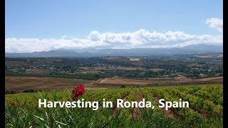 RONDA, SPAIN: HARVESTING WINE GRAPES