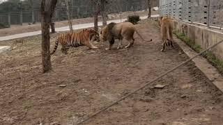 【tiger vs lion】 Lion and tiger conflict again