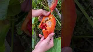 Ripe snake gourd looks very beautiful and fragrant #fruit #satisfying #farming