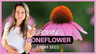 Growing Purple Coneflower From Seed: Cold Stratification vs. Direct Sowing 