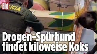 Drogenhund findet 44 Kilo Kokain | Kolumbien