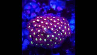 #goniopora #meerwasseraquaristik #marineaquarium #reef #aquarium #reefaquarium