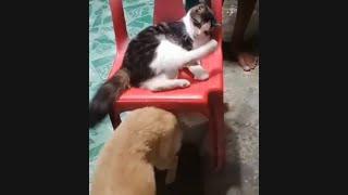 Domestic cat versus stray dogs