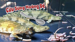 GẶP GỠ cậu học sinh lớp 11 sở hữu dàn CÁ CỬU SỪNG đầu muỗng cùng bộ hồ mới làm quá đẹp #hugoduong