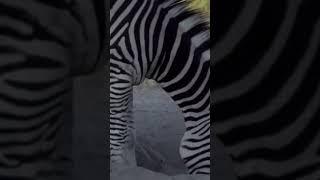 斑马不愿打工 选择吃土#zebra 【跟着图尔去旅行】