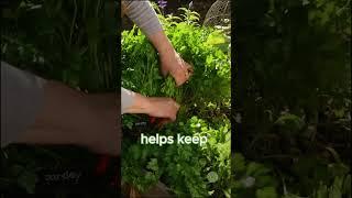 Harvest Your Parsley!  #herbs #harvesting