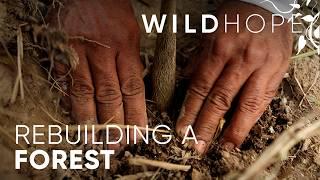 How local communities helped restore the Atlantic Rainforest | WILD HOPE