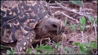 Diin | diin diin | tortoise | Somali wildlife