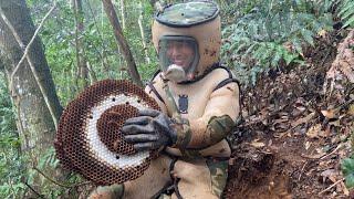 ERADICATION MURDER HORNET NEST,ASIAN GIANT HORNET NEST REMOVAL,WASP NEST REMOVAL,VESPA MANDARINA