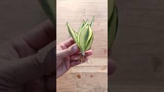 How to propagate snake plant #garden #houseplants #gardening