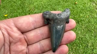 Update on the Rarest Shark Tooth I Ever Found