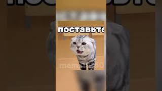 тот самый тихоня из класса.#рек#котики#youtube