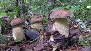 Funghi Porcini 2018. Боровики. Белые Грибы июль. Mushroom. Boletus. Однажды в грибах.